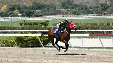 Ejemplar que tiene uno de los mejores registros en 1.100, en lo que va de año, reaparece en La Rinconada Ejemplar que tiene uno de los mejores registros en 1.100, en lo que va de año, reaparece en La Rinconada