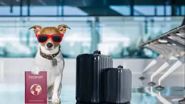 ¿Viajar con mascotas? Conoce estos consejos para llevarlas contigo en tus viajes aéreos ¿Viajar con mascotas? Conoce estos consejos para llevarlas contigo en tus viajes aéreos