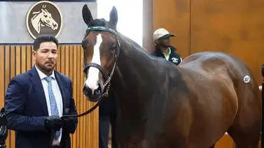 Famoso entrenador compra potra de este semental por 1.25 millones de dólares Famoso entrenador compra potra de este semental por 1.25 millones de dólares