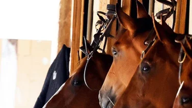 Mira cuánto costo este hijo de Justify con una yegua campeona de Puerto Rico