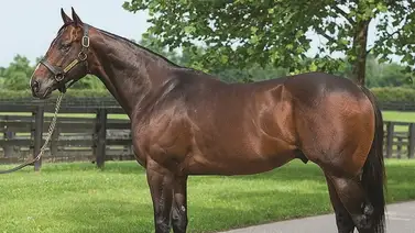 Juan Carlos Ávila entrenará potro de semental que corrió el Kentucky Derby Juan Carlos Ávila entrenará potro de semental que corrió el Kentucky Derby