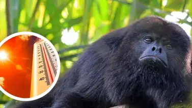 Ola extrema de calor causa estragos en México Ola extrema de calor causa estragos en México