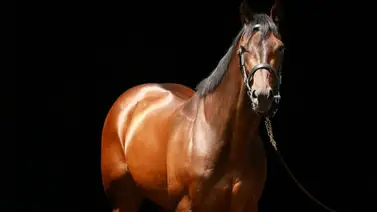 ¿Cuanto cuesta el caballo más caro del mundo? Aquí le contamos ¿Cuanto cuesta el caballo más caro del mundo? Aquí le contamos