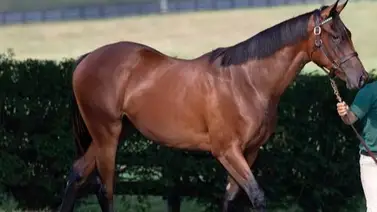 Potra que costo $1.300.000 debuta esta semana en Estados Unidos Potra que costo $1.300.000 debuta esta semana en Estados Unidos