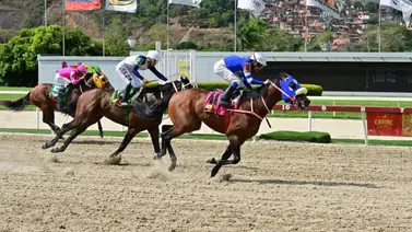Cómo ajustó este ejemplar es el ¨gallo tapao¨ del 5y6 nacional en La Rinconada Cómo ajustó este ejemplar es el ¨gallo tapao¨ del 5y6 nacional en La Rinconada