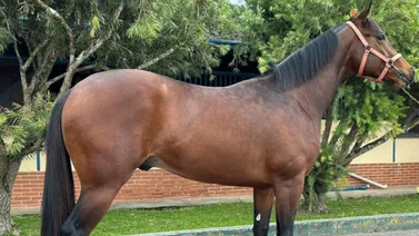 Llegó a Venezuela semental hijo de Gun Runner y nieto materno de doblecoronado en Estados Unidos