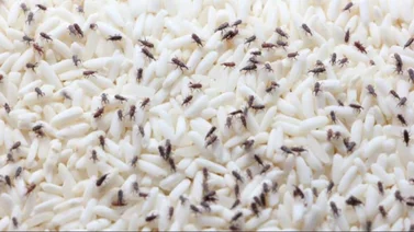 Gorgojos