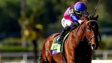 Junior Alvarado tiene el Belmont Stakes (G1) en la mira con este hijo de Tapit Junior Alvarado tiene el Belmont Stakes (G1) en la mira con este hijo de Tapit