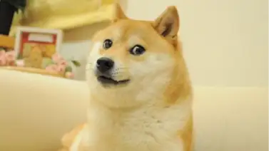 ¡Adiós Kabosu! Muere la perra que se hizo viral por el meme "Doge" ¡Adiós Kabosu! Muere la perra que se hizo viral por el meme "Doge"