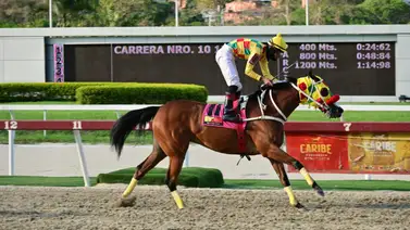 Jinete aprendiz fue suspendido en La Rinconada por esta razón Jinete aprendiz fue suspendido en La Rinconada por esta razón