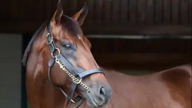 Medio Hermano de Flightline por Curlin debuta este lunes en Estados Unidos y voló en traqueos Medio Hermano de Flightline por Curlin debuta este lunes en Estados Unidos y voló en traqueos