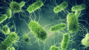 CDC está investigando brote masivo de Salmonella