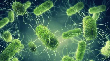 CDC está investigando brote masivo de Salmonella CDC está investigando brote masivo de Salmonella