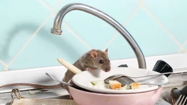 ¿Cómo eliminar los ratones de tu casa con estos consejos?