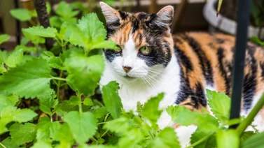 ¿Qué es el Catnip y su efecto en los felinos?