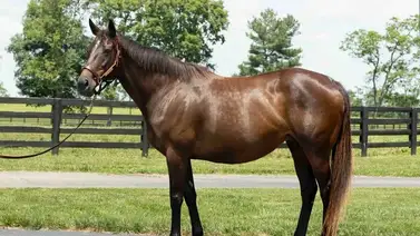 Conoce la campaña que dejó la mamá de Flightline y Eagles Flight en la pista Conoce la campaña que dejó la mamá de Flightline y Eagles Flight en la pista