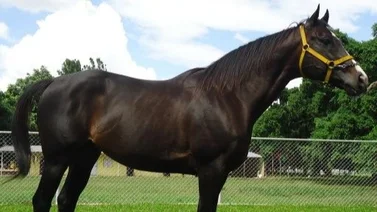 Riccardo D'Angelo debuta hijo de King Seraf en La Rinconada