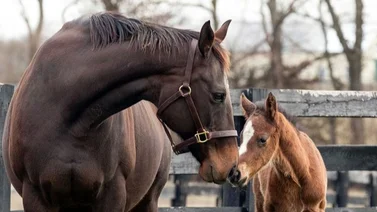 Este es el hermano completo de Flightline que tiene menos de 4 meses de edad