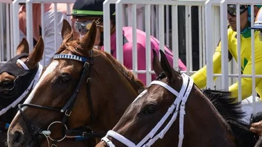 Seis Clásicos con 4 de Grado se disputan el sábado en este hipódromo de Estados Unidos
