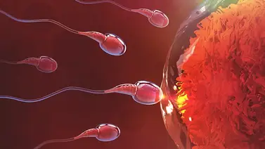 Inseminación artificial exitosa: Guía completa para lograr el embarazo deseado Inseminación artificial exitosa: Guía completa para lograr el embarazo deseado