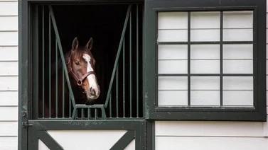 Este semental lidera los triunfos en Graded Stakes en Estados Unidos en el 2024