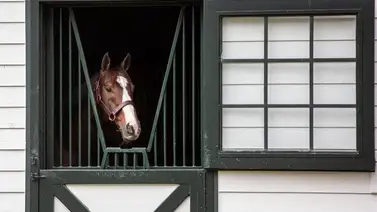 Este semental lidera los triunfos en Graded Stakes en Estados Unidos en el 2024 Este semental lidera los triunfos en Graded Stakes en Estados Unidos en el 2024