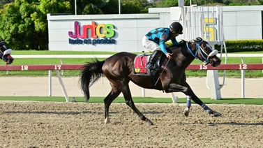 Este caballo que corre en la primera válida de la R21 ajusta fenómeno 