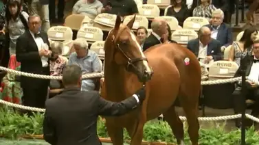 Hijo de Curlin que costó $1.750.000 va a su segunda presentación esta semana Hijo de Curlin que costó $1.750.000 va a su segunda presentación esta semana