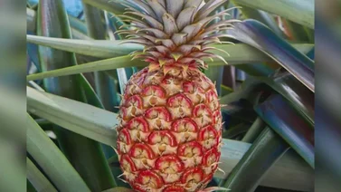 ¿Te comerías una piña de $400? Esta es la historia de la Rubyglow 