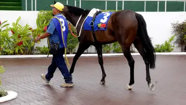 Conoce el primer retirado de las pruebas no válidas de la reunión 16 en La Rinconada Conoce el primer retirado de las pruebas no válidas de la reunión 16 en La Rinconada