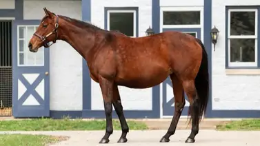 Kentucky Derby: La increíble hazaña que logra la mamá de Mage con la entrada de su hijo Baeza Kentucky Derby: La increíble hazaña que logra la mamá de Mage con la entrada de su hijo Baeza