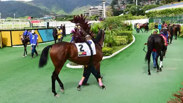 Favoritos de la cátedra para el 5y6 Nacional de la reunión N°16 en el hipódromo La Rinconada Favoritos de la cátedra para el 5y6 Nacional de la reunión N°16 en el hipódromo La Rinconada