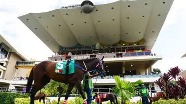 ¡Atención! Estos son los caballos con más fuerza en La Rinconada ¡Atención! Estos son los caballos con más fuerza en La Rinconada
