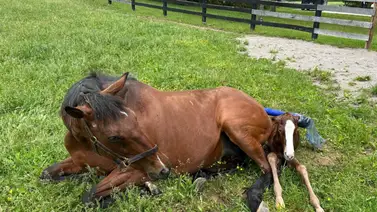 Yegua madre de tres corredores del Kentucky Derby da a luz este lunes Yegua madre de tres corredores del Kentucky Derby da a luz este lunes