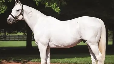 ¡Sangre campeona en La Rinconada! El hijo de Tapit a la pista ¡Sangre campeona en La Rinconada! El hijo de Tapit a la pista
