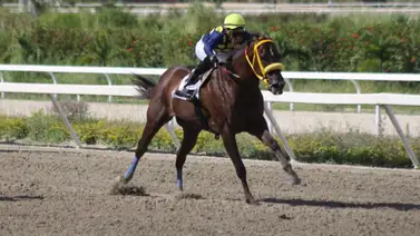 Hijo de ganador selectivo Chaguaramal retorna a la pista luego de 413 días sin correr en La Rinconada Hijo de ganador selectivo Chaguaramal retorna a la pista luego de 413 días sin correr en La Rinconada