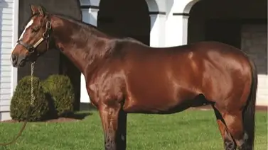 El papá de Sovereignty se mete en los libros de los récords El papá de Sovereignty se mete en los libros de los récords