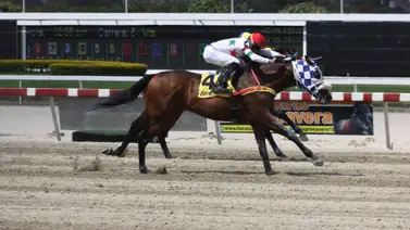 Entrenador cercano al ejemplar ganador del Clásico Presidente de la República 2018, se alista para hacer su debut en la R17 (+Video) Entrenador cercano al ejemplar ganador del Clásico Presidente de la República 2018, se alista para hacer su debut en la R17 (+Video)