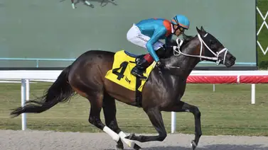 El Derby Winner venezolano se acerca a esta increíble cifra de victorias en Estados Unidos El Derby Winner venezolano se acerca a esta increíble cifra de victorias en Estados Unidos