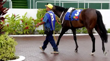 ¡Ajuste Explosivo! Potra veloz busca el acumulado en apenas 1.100 metros de recorrido ¡Ajuste Explosivo! Potra veloz busca el acumulado en apenas 1.100 metros de recorrido