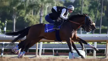 Ejemplares de Bob Baffert se preparan para el Preakness Stakes Ejemplares de Bob Baffert se preparan para el Preakness Stakes