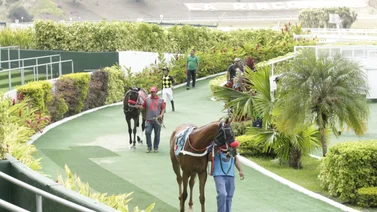 Favoritos de la cátedra para el 5y6 Nacional de la reunión N°17 en el hipódromo La Rinconada