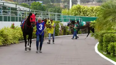 Atención Aficionados: Los ejemplares con mayor energía a esta hora en La Rinconada Atención Aficionados: Los ejemplares con mayor energía a esta hora en La Rinconada