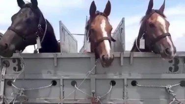 Una mirada exclusiva: Así quedó el entrenamiento de las yeguas chilenas en La Rinconada (+Tweets)