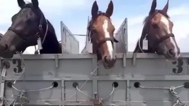 Una mirada exclusiva: Así quedó el entrenamiento de las yeguas chilenas en La Rinconada (+Tweets) Una mirada exclusiva: Así quedó el entrenamiento de las yeguas chilenas en La Rinconada (+Tweets)