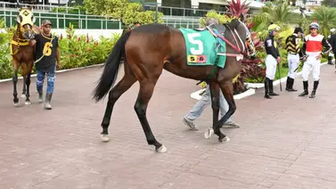 Hijo de Roger Rocket que fue muy jugado en su debut regresa a la pista luego de 105 días sin correr Hijo de Roger Rocket que fue muy jugado en su debut regresa a la pista luego de 105 días sin correr
