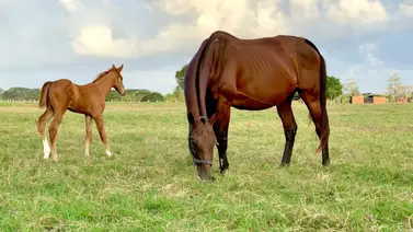 Fallece yegua madre de dos ganadores del Clásico Internacional Simón Bolívar G1 Fallece yegua madre de dos ganadores del Clásico Internacional Simón Bolívar G1