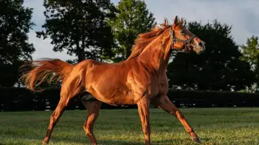 Bob Baffert y Flavien Prat buscarán hacer ganar este potro de $775,000 el sábado Bob Baffert y Flavien Prat buscarán hacer ganar este potro de $775,000 el sábado