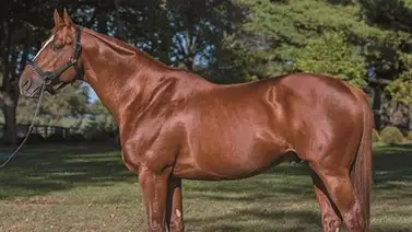 Hoy debuta hija de Curlin que costó 1.2 millones de dólares y se lo llevan fijo Hoy debuta hija de Curlin que costó 1.2 millones de dólares y se lo llevan fijo