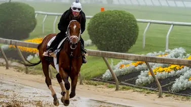 Mira lo que dice el entrenador de Journalism para el Preakness Stakes Mira lo que dice el entrenador de Journalism para el Preakness Stakes